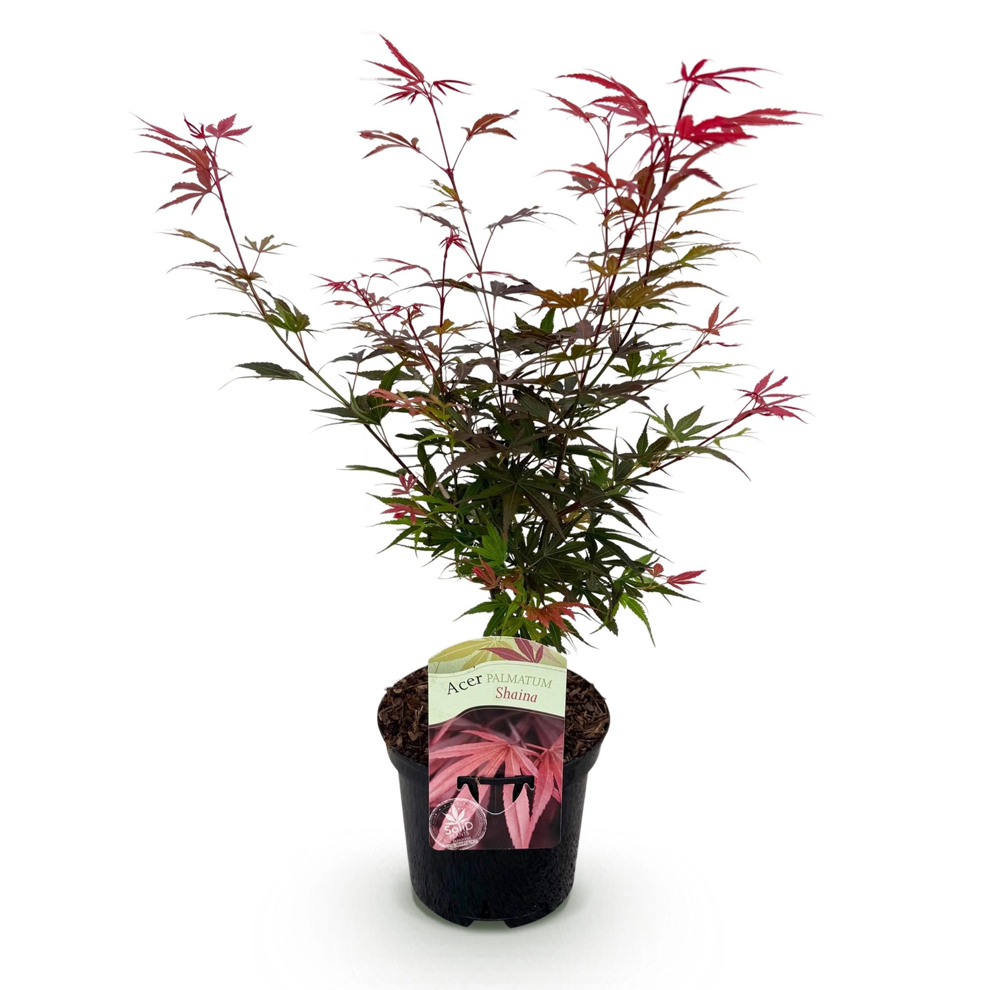 Acer palmatum Shaina Bild 2