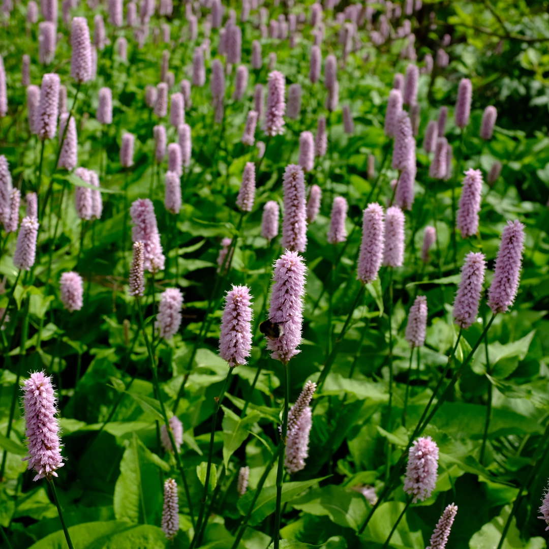 Persicaria affinis ‘Superba’