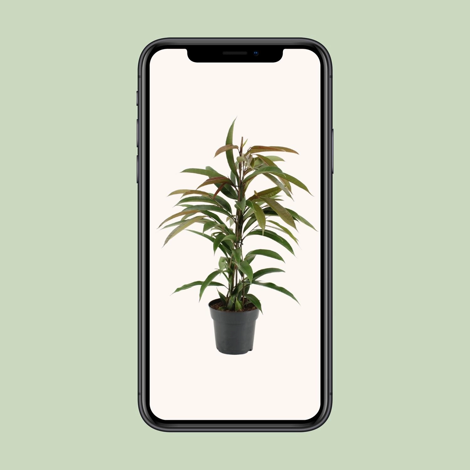 Ficus (17 cm Topf, ca. 70 cm)