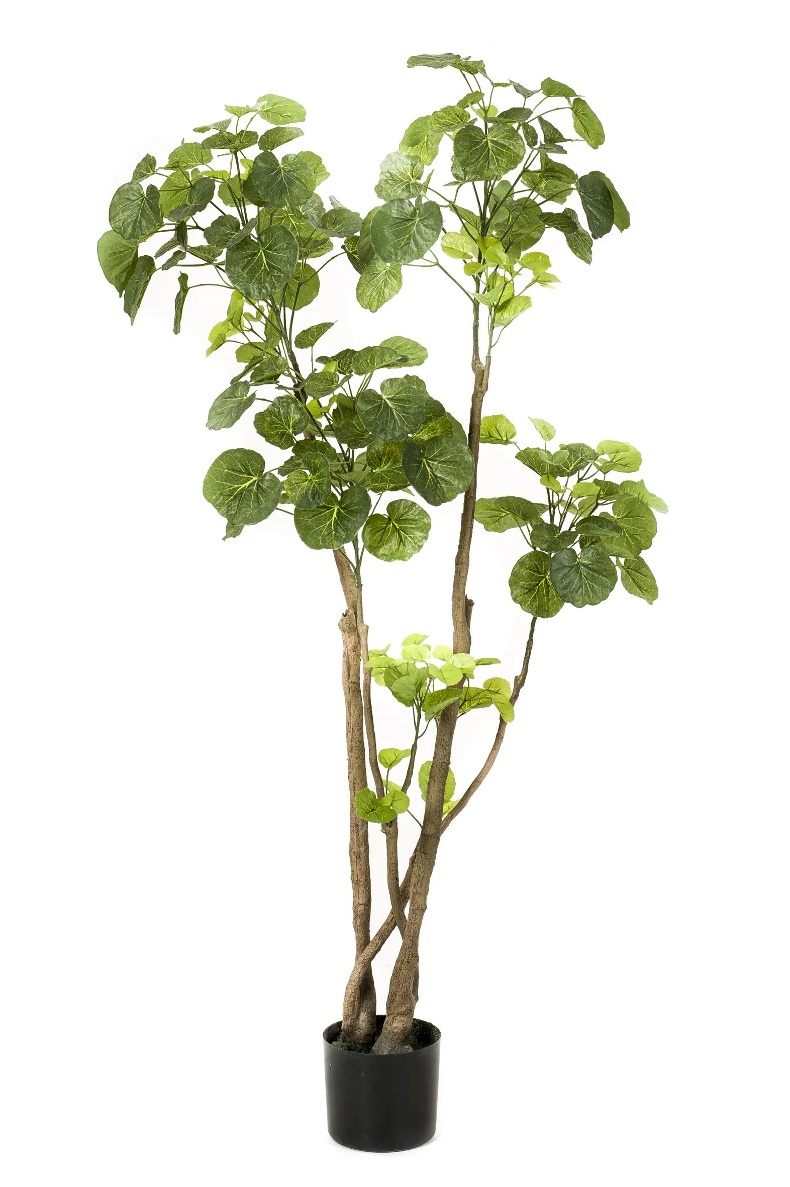 Kunstpflanze - Polyscias - Aralia - 135 cm