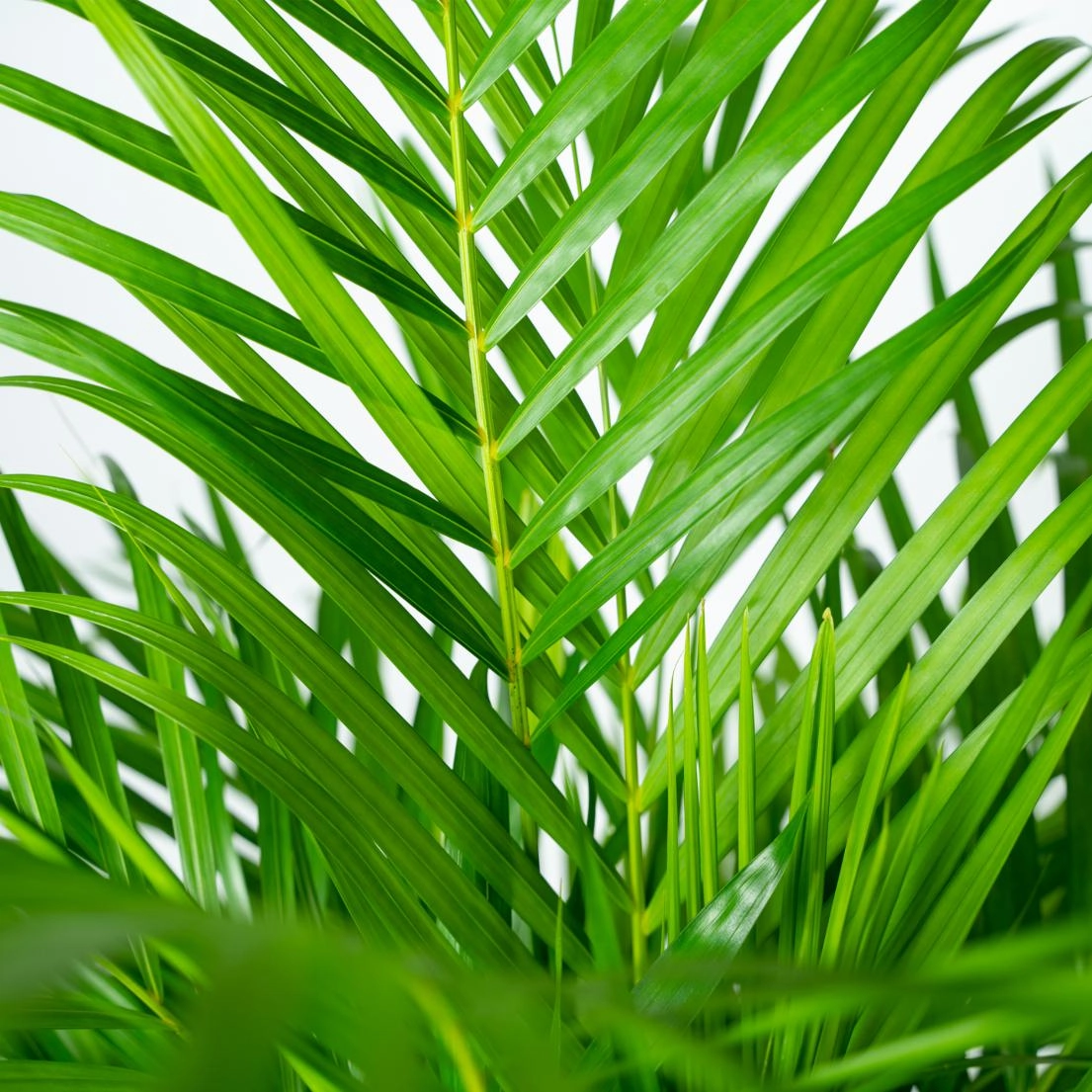Areca-Palme – Goldfruchtpalme Bild 3