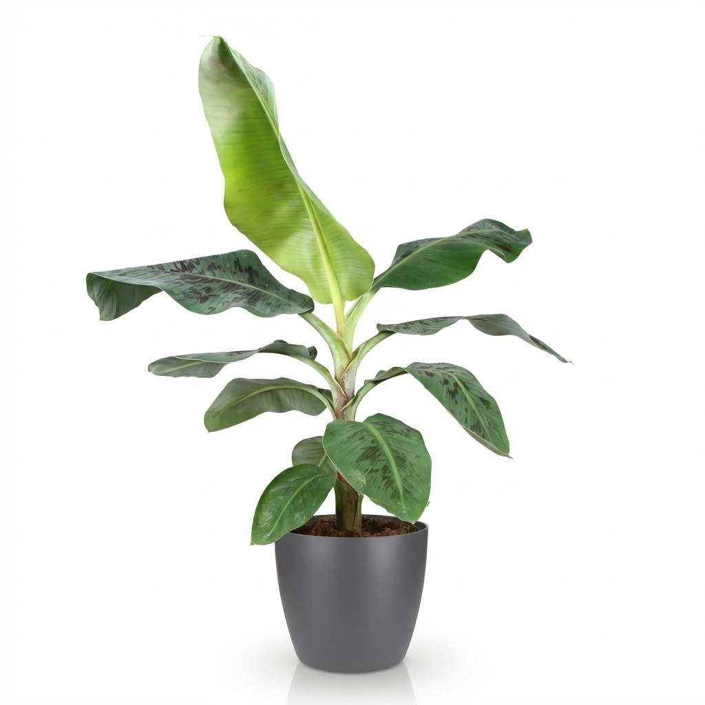 Musa acuminata Dwarf Cavendish