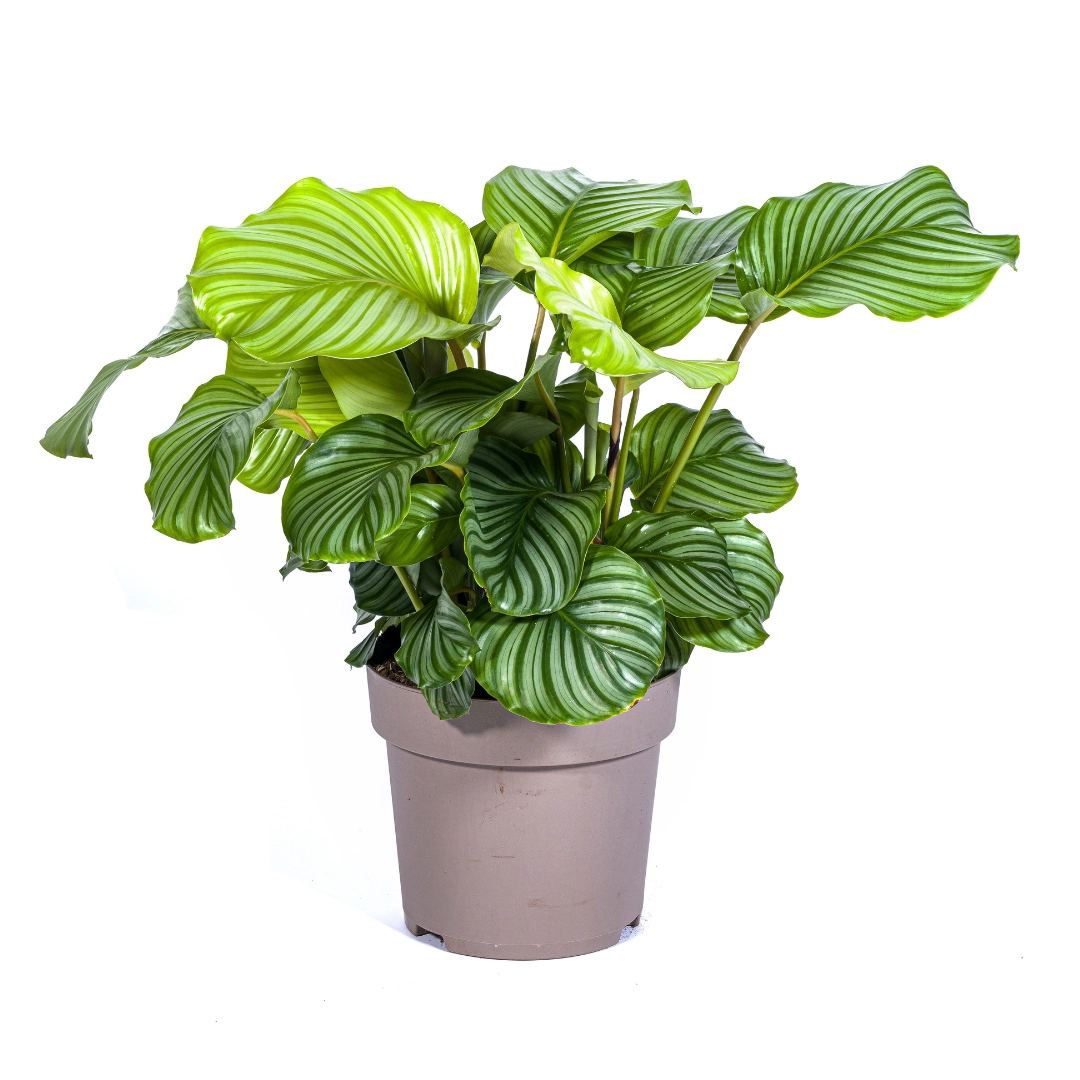 Calathea Orbifolia – Dekorative Zimmerpflanze mit großen Blättern