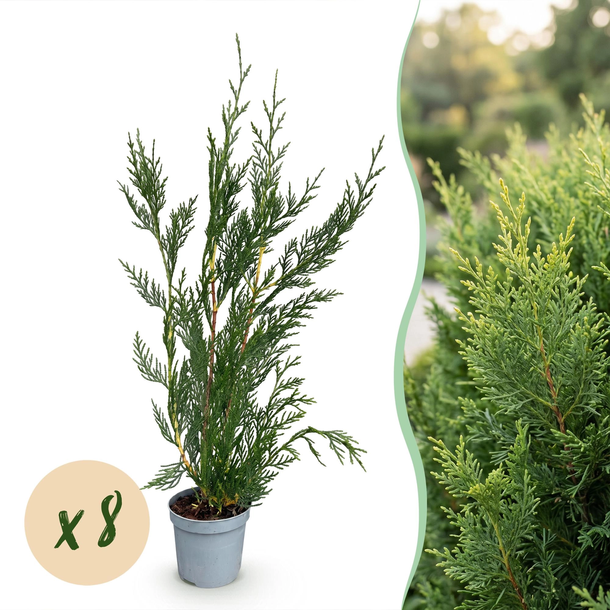 8x Cupressocyparis leylandii 2011 - Leylandii - Heckenpflanzen - Immergrün - Grün - Topf 9cm - Höhe 30-40cm Bild 1
