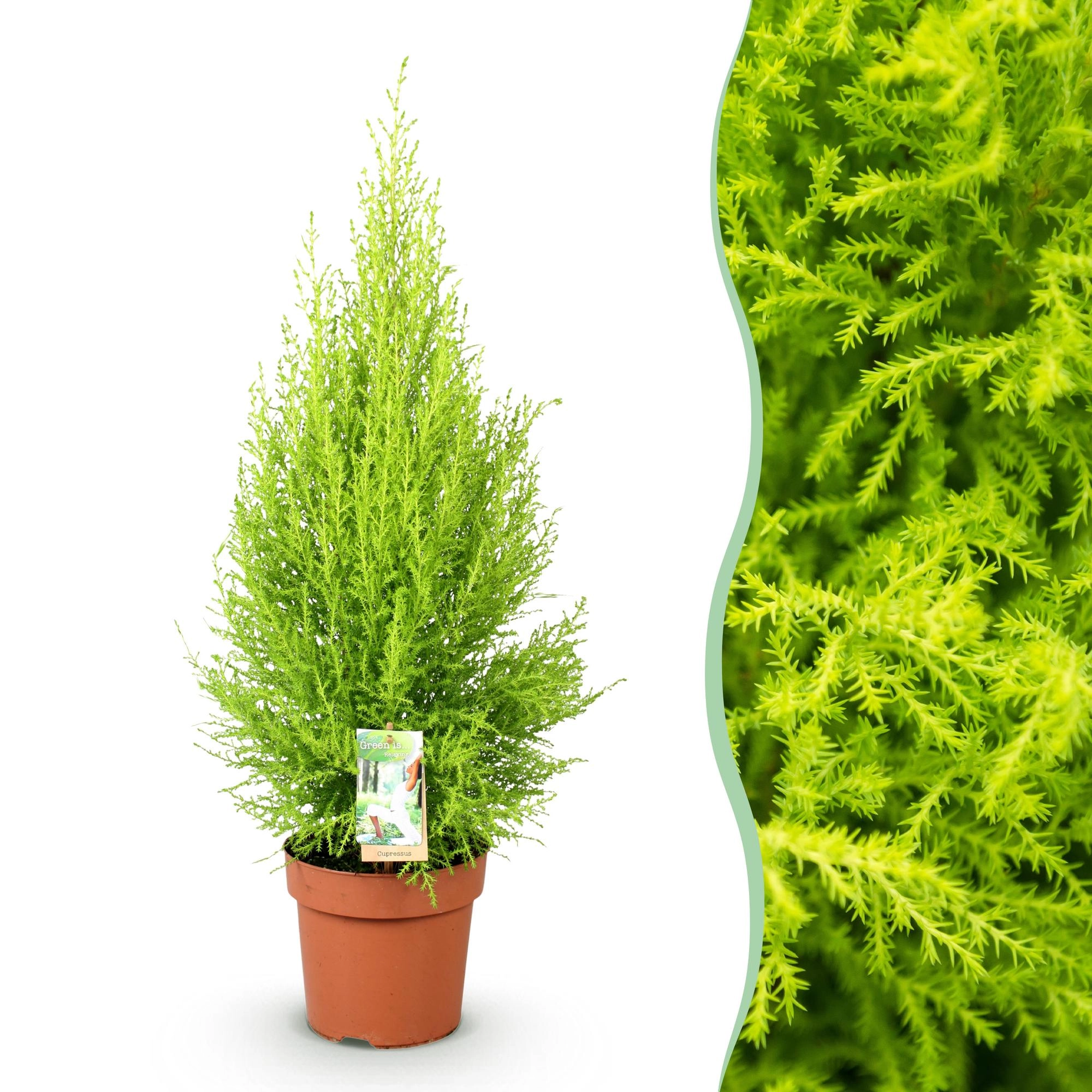 Cupressus Gold Crest Wilma