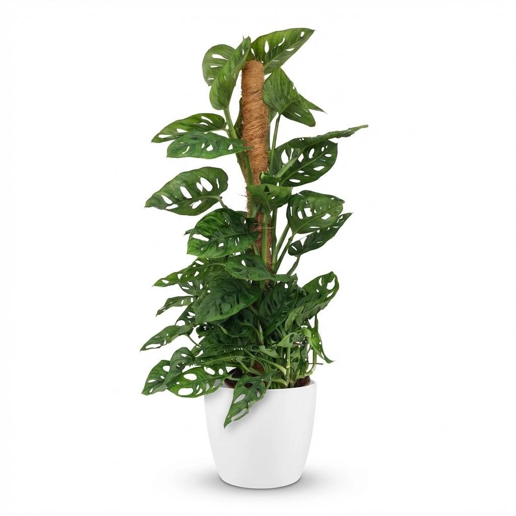 Monkey Mask (Monstera Adansonii) - Kletterpflanze mit Moosstab