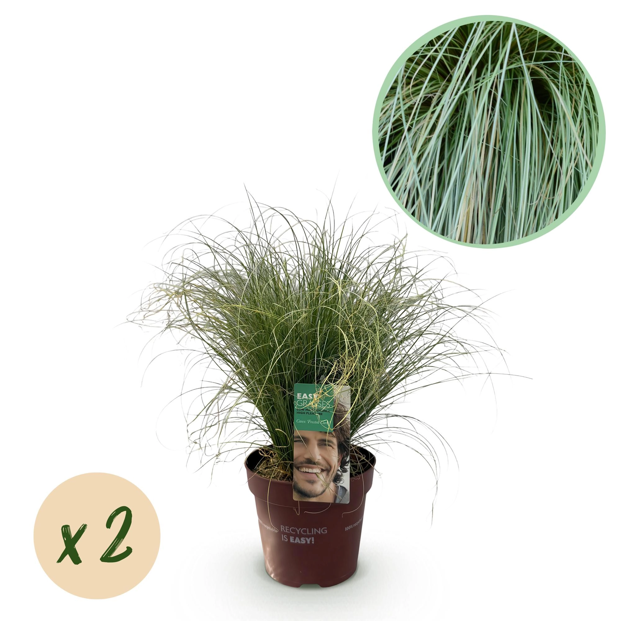 Ziergräser - Carex comans Frosted Curls - Grün - 4 Pflanzen - Immergrün - Wenig Pflege - Topf 17cm Höhe 50cm