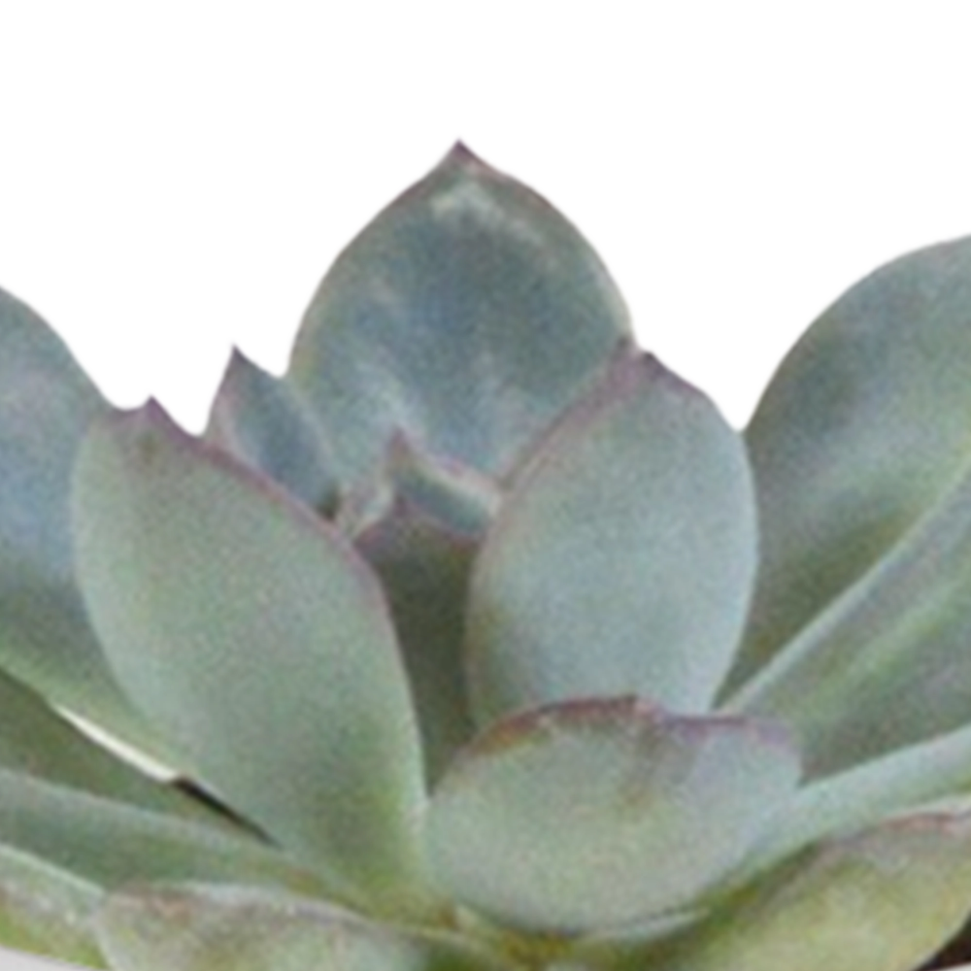 Kakteen & Sukkulenten Mischung 5,5 cm | 15 Stück - im weißen Topf