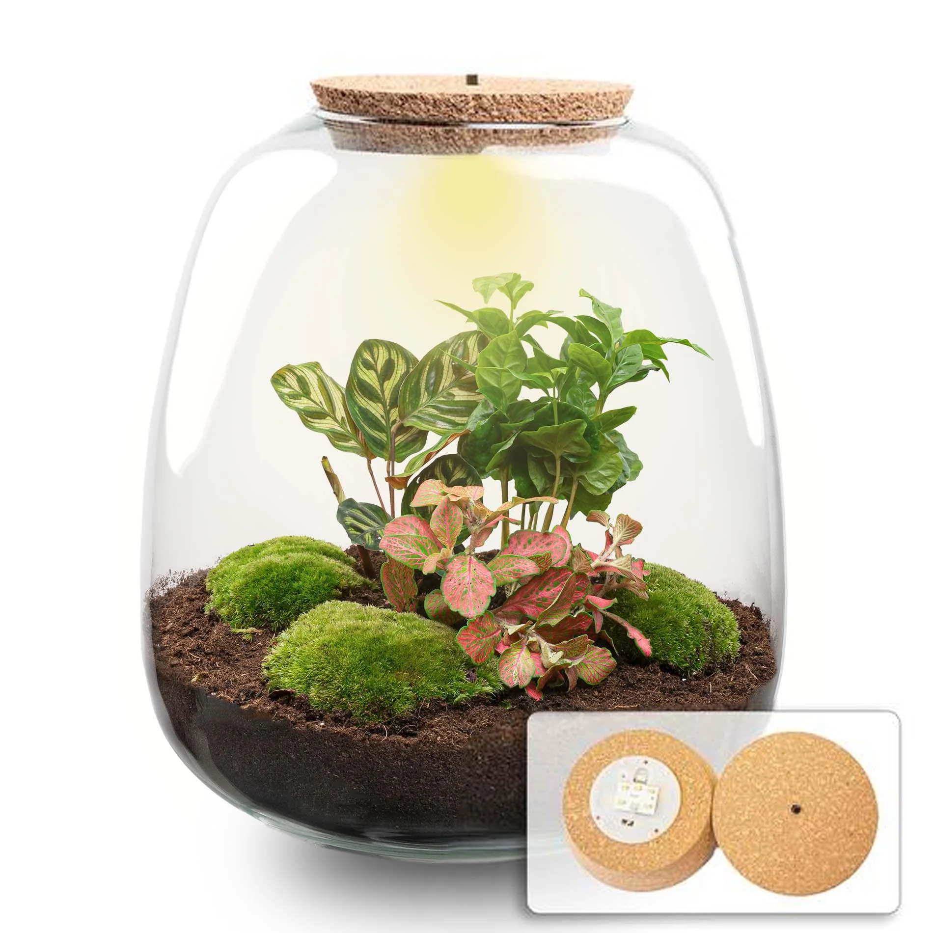 DIY Pflanzen Terrarium mit LED-Kork