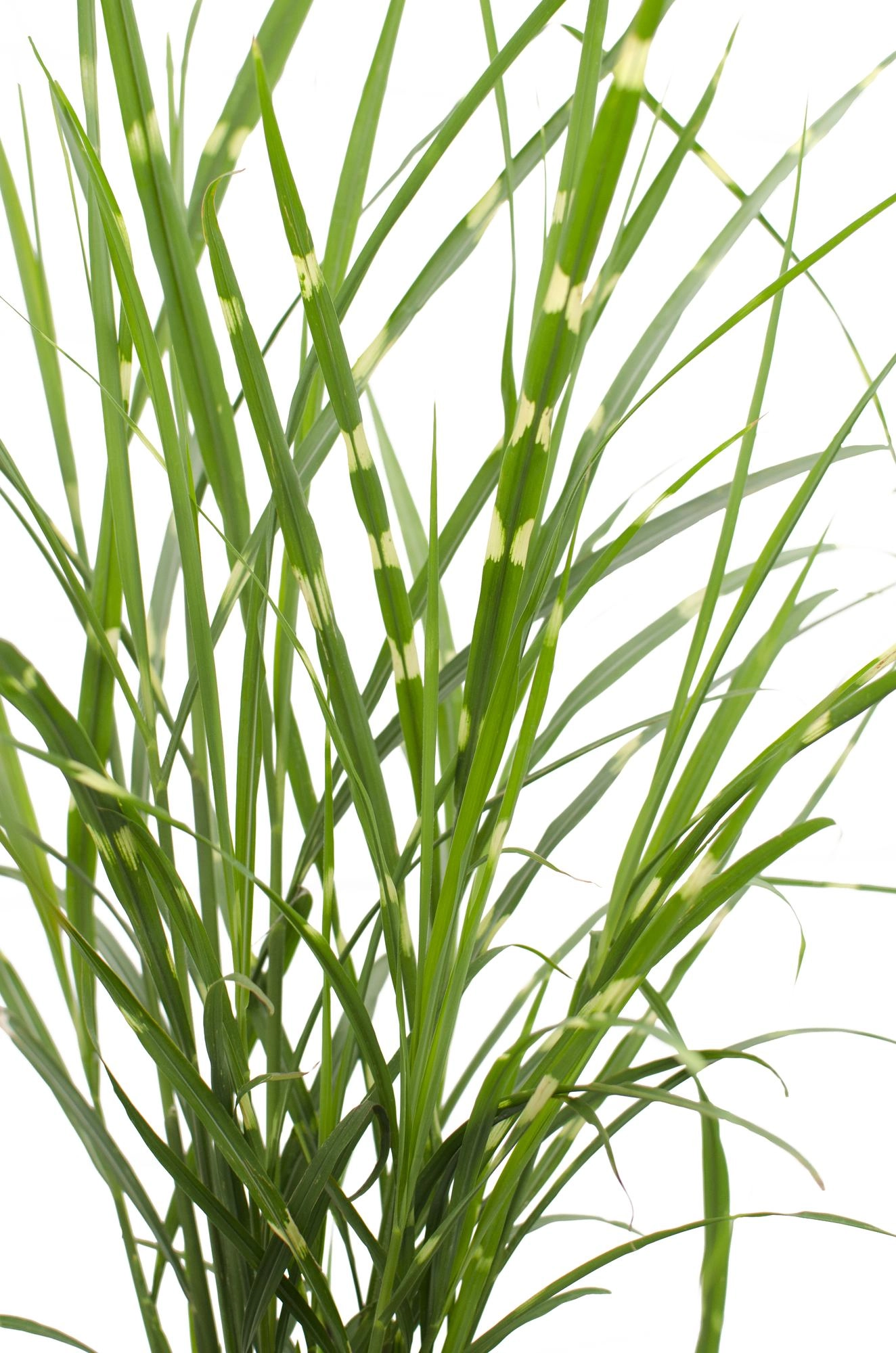 Miscanthus sinensis Strictus (Zebra-Gras)