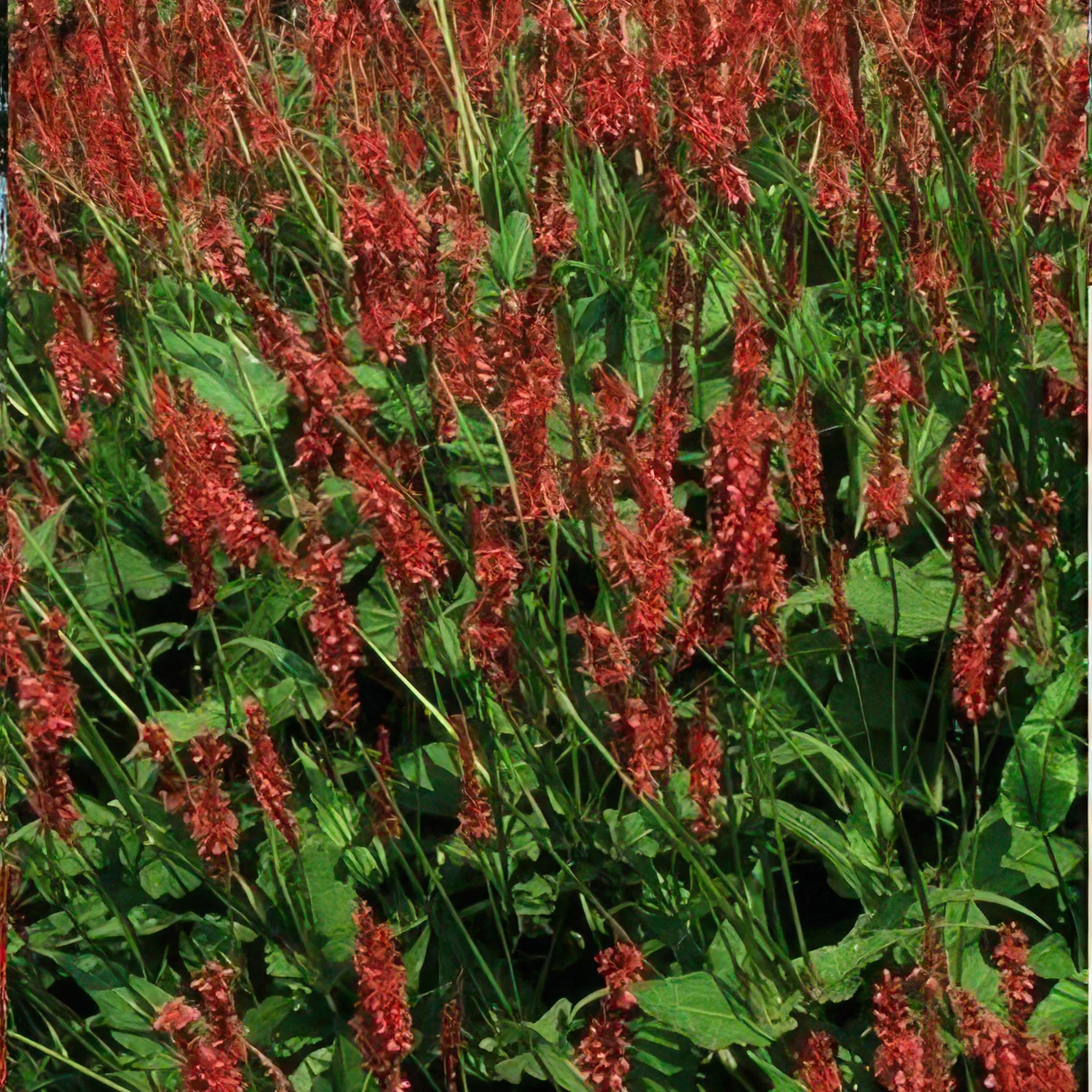 48x Persicaria amplexicaulis - ↕10-25cm - Ø9cm Bild 5