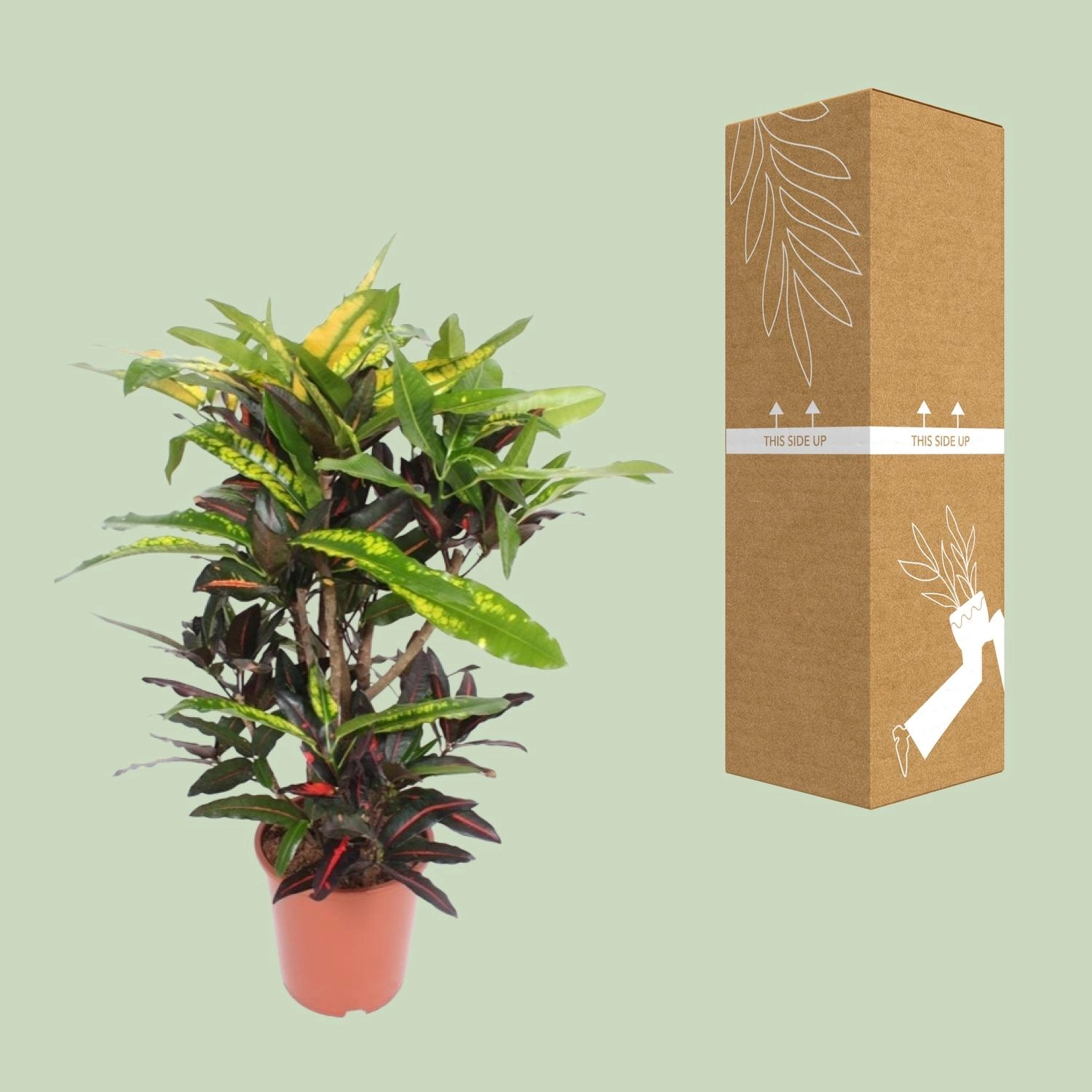 Codiaeum Mango (Croton)