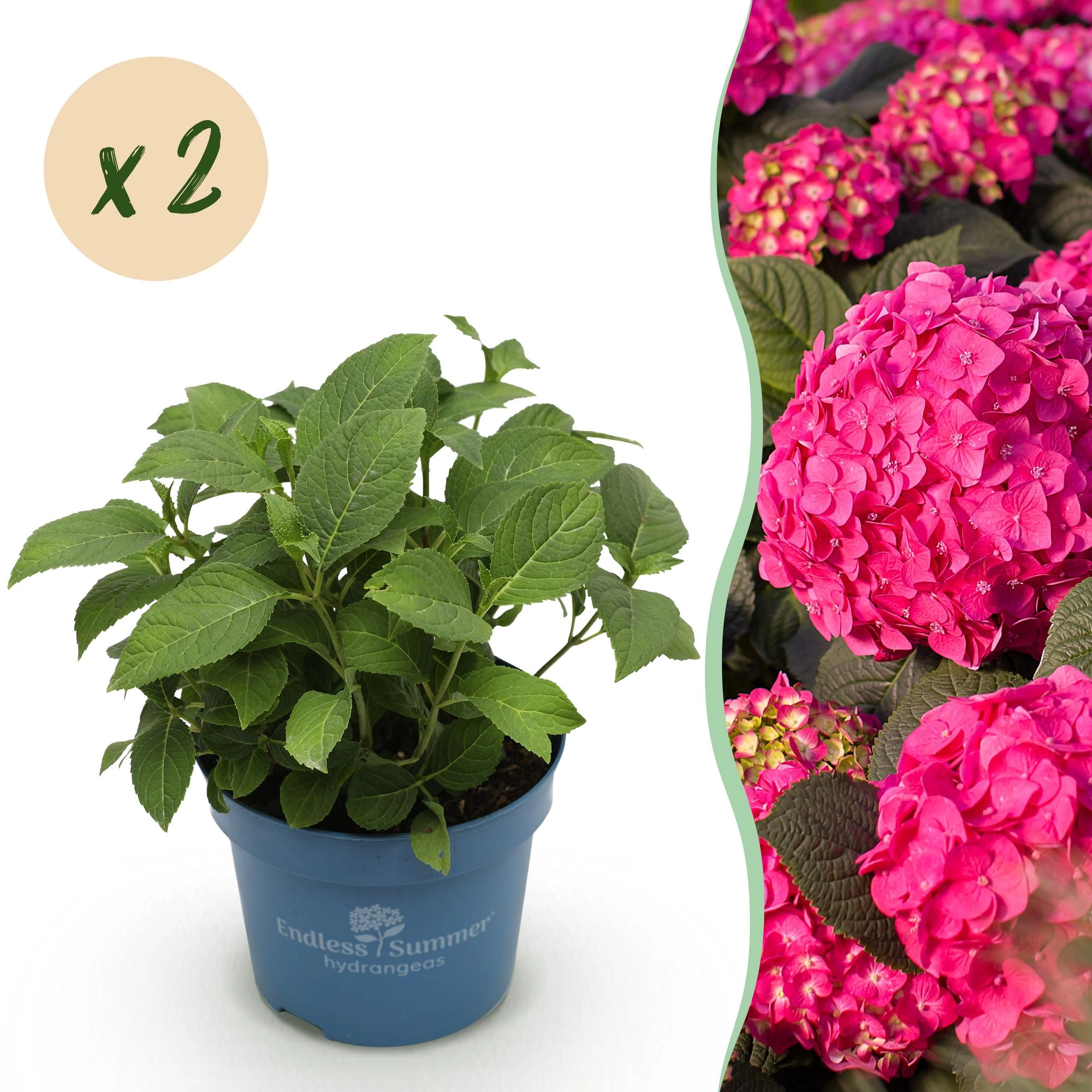 Hydrangea Endless Summer Summer Love Red