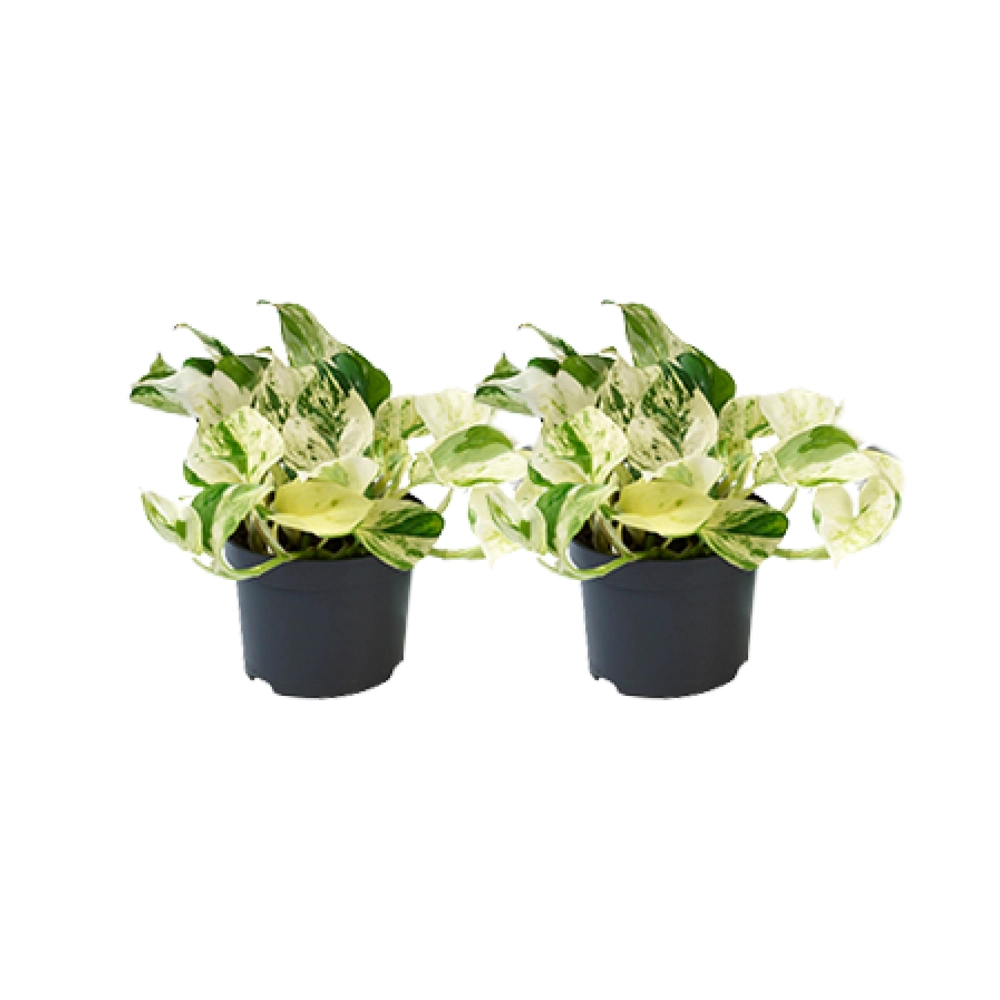 Epipremnum Happy Leaf - 2 Stücke - Ø12cm - Ø12 Bild 1