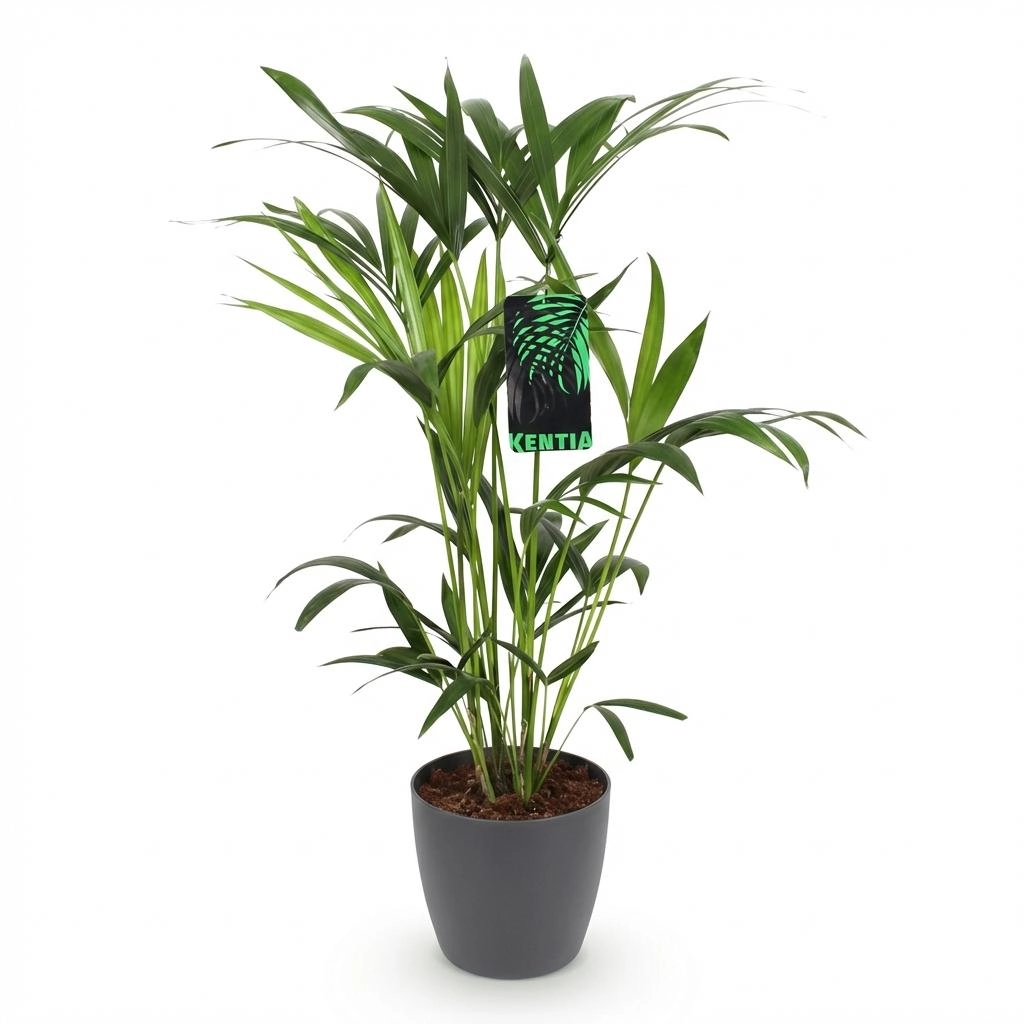 Howea Forsteriana - Kentia-Palme