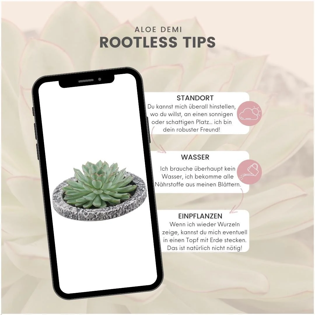 ROOTLESS Echeveria Pulidonis Bild 13