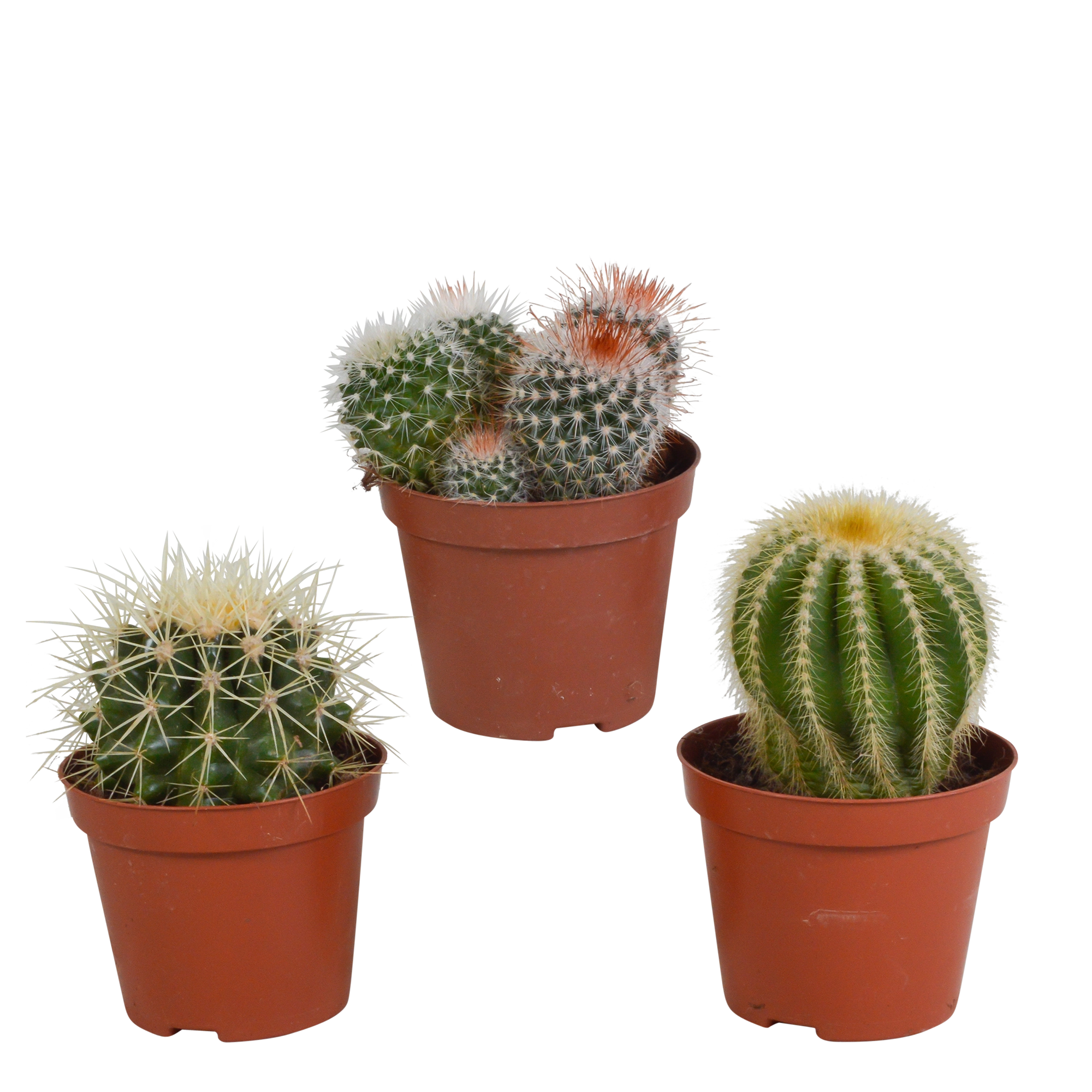 Bunte Kaktus Mischung – 3 kugelförmige Kakteen