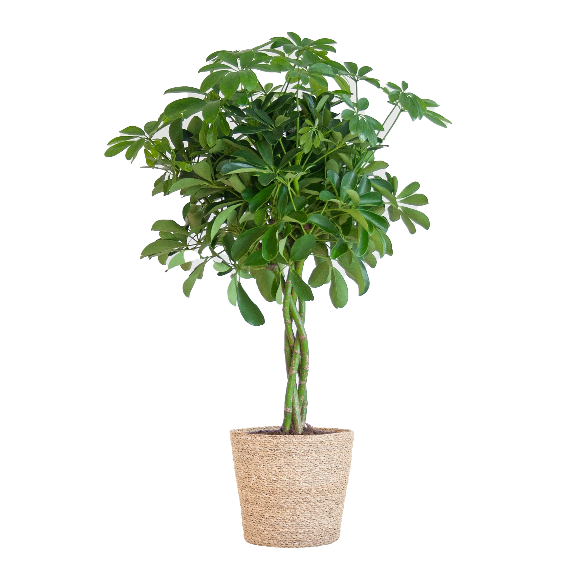 Schefflera Zimmerpflanzen
