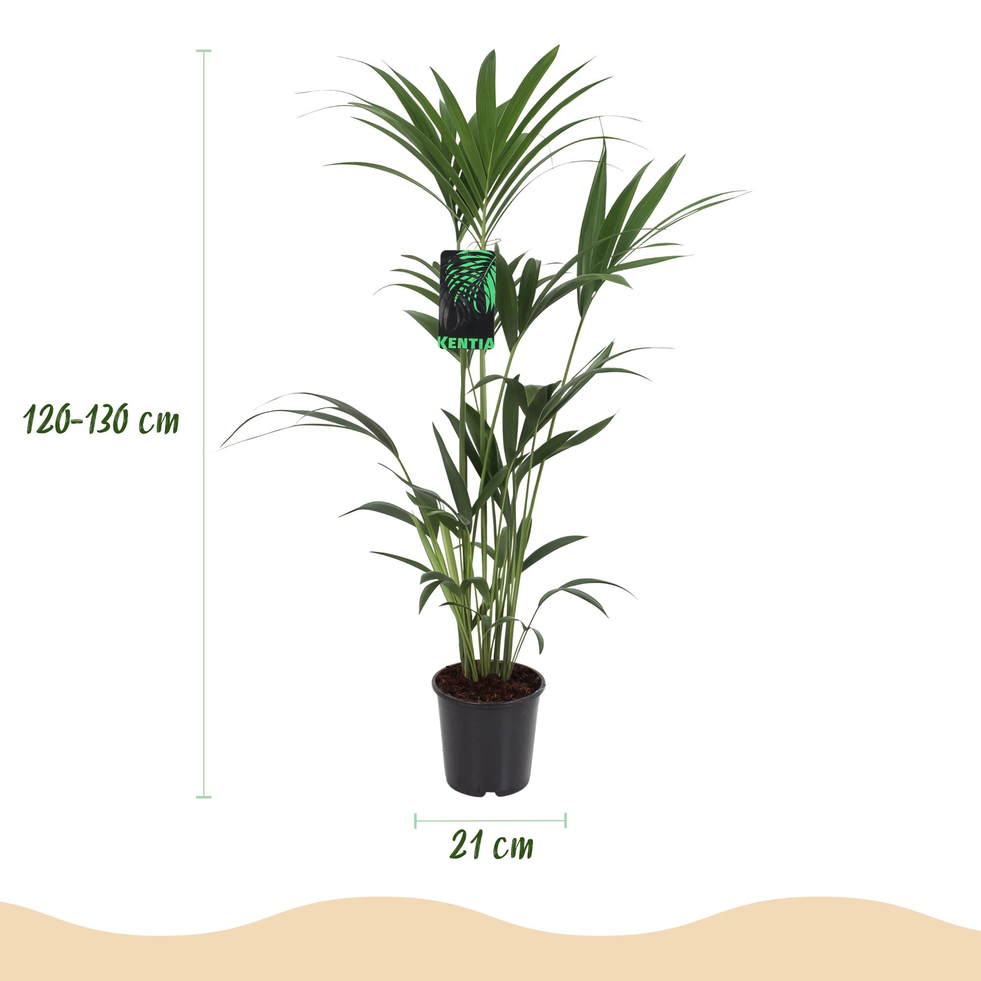 Howea Forsteriana - Kentia Palme