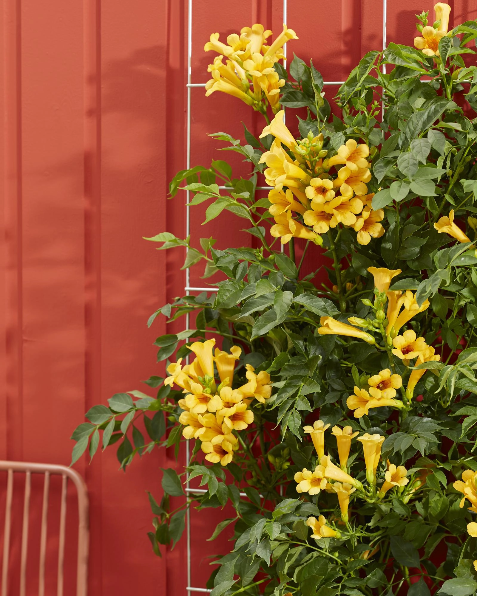 Campsis Summer Jazz Gold Trompete