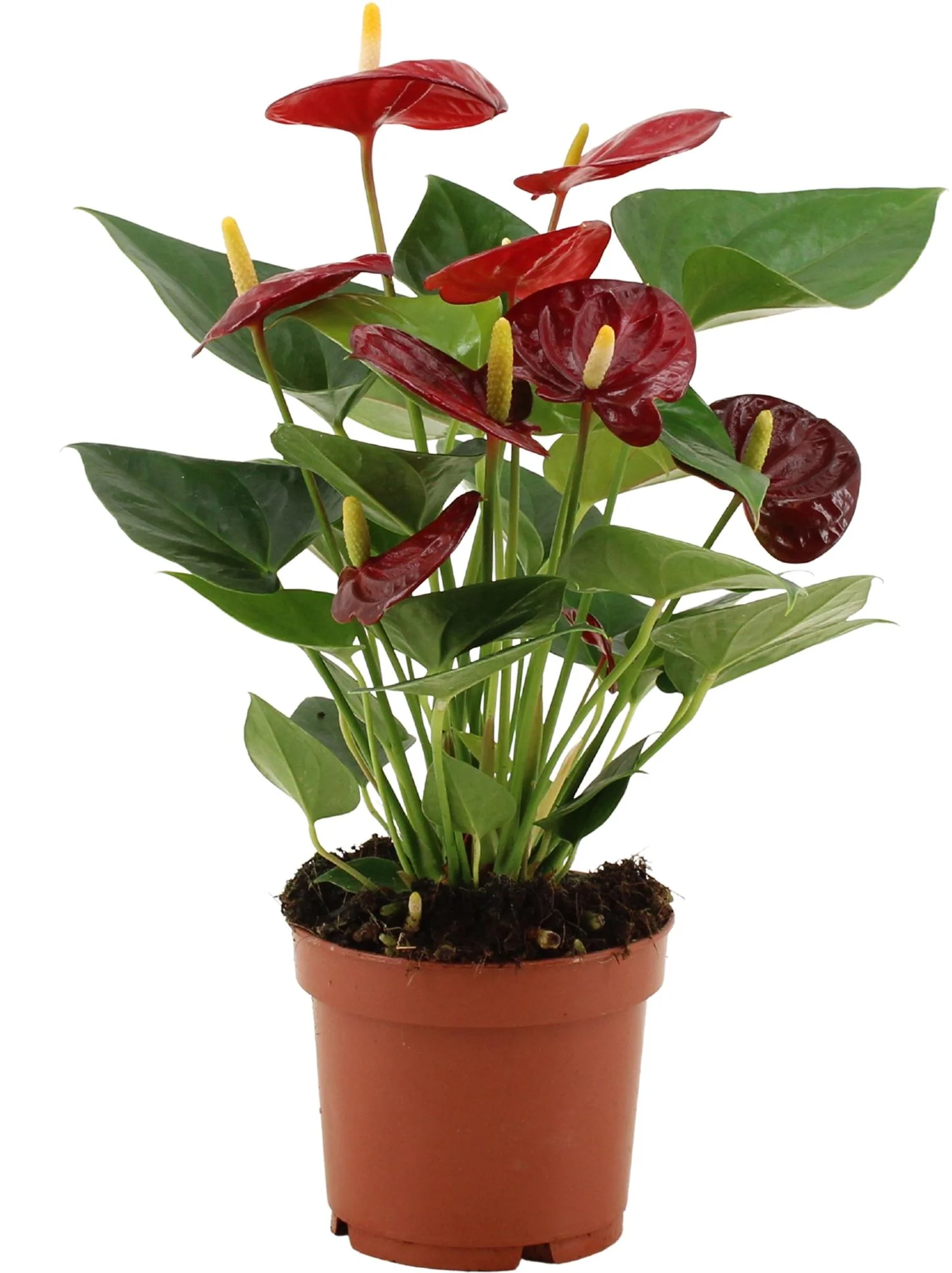 Anthurium – Wunderschöne Zimmerpflanze mit herzförmigen Blüten