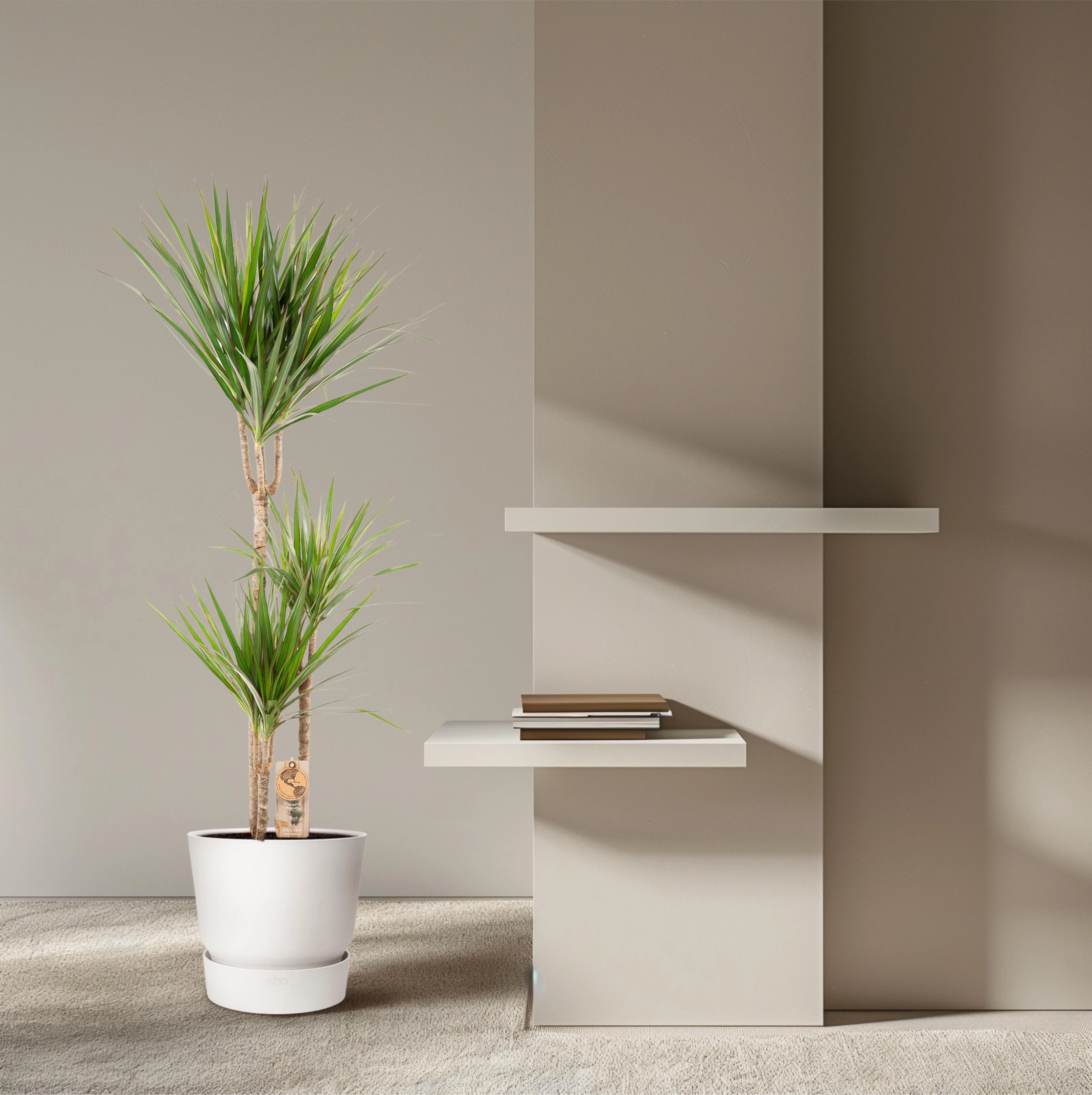 Dracaena Marginata – Pflegleichter Drachenbaum Bild 12