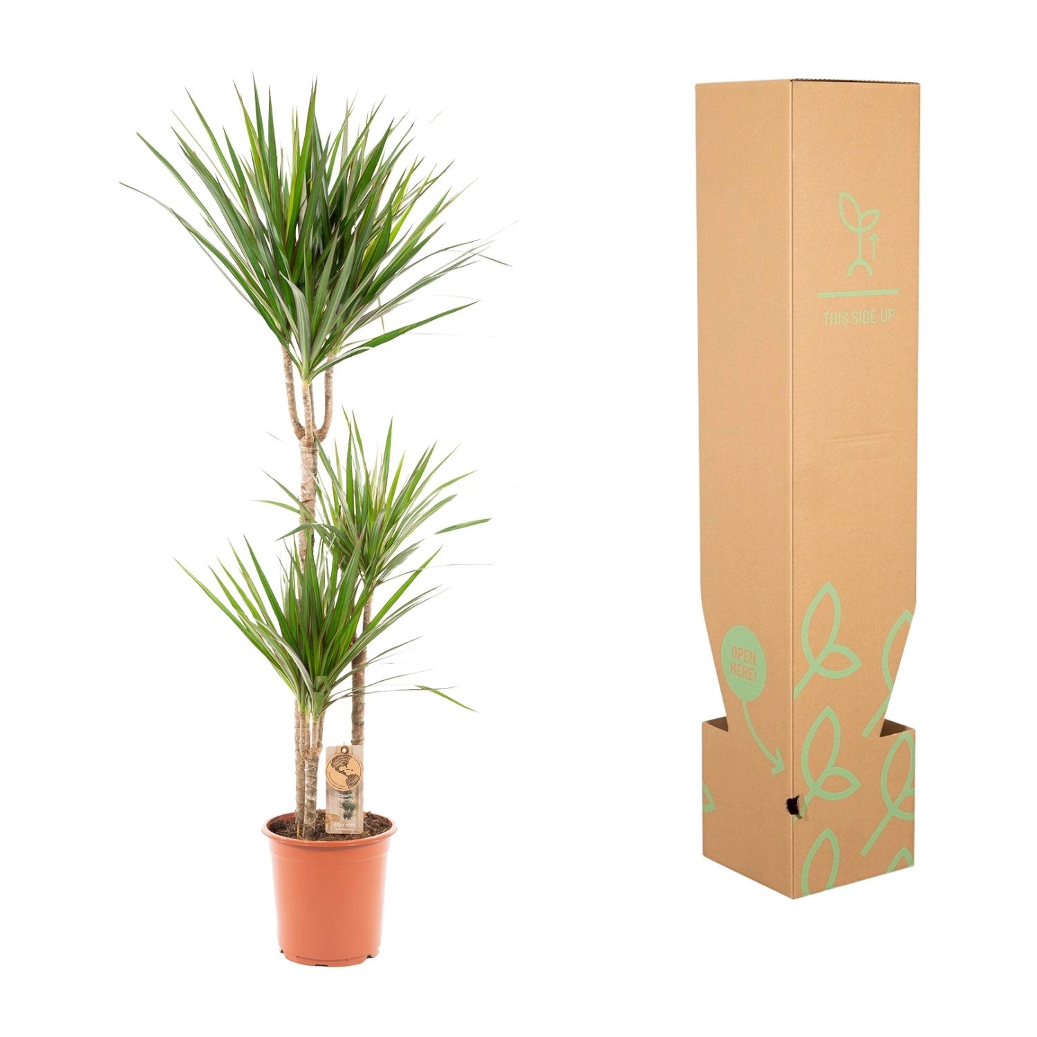 Dracaena Marginata – Pflegleichter Drachenbaum Bild 11